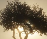 Sonnenaufgang auf dem Baumwipfelpfad